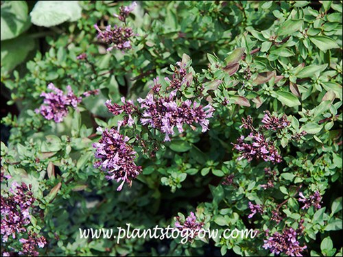 Herrenhausen Oregano (Origanum laevigatum) 
The flowers remind me of miniature Lilac flowers. This is an ornamental Oregano not culinary.